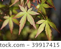 Maple  39917415