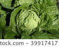 lettuce	 39917417