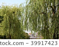 willow 39917423