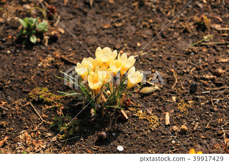 Crocus flowers blooming in a flower bed Crocus flowers blooming in a flower bed 39917429