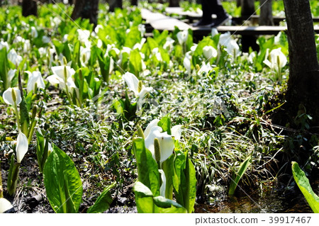 融化水和雪，春天的陽光和噴射的水箱 39917467