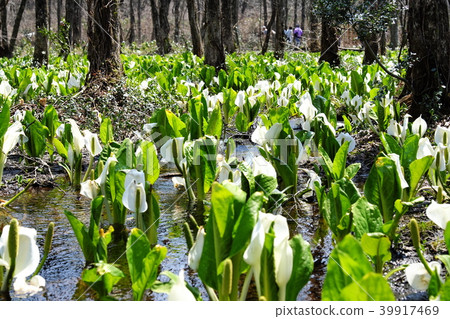 融化水和雪,春天的陽光和噴射的水箱 融化水和雪,春天的陽光和噴射的水箱 39917469