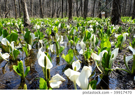 融化水和雪，春天的陽光和噴射的水箱 39917470