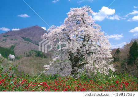 One cherry tree - Akiyama no koto cherry tree One cherry tree - Akiyama no koto cherry tree 39917589