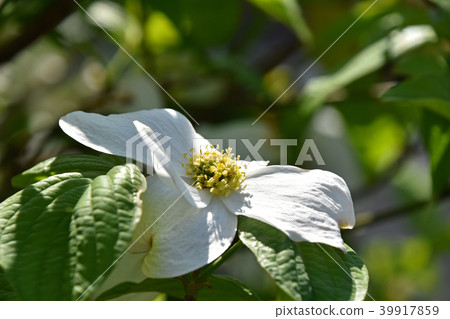 Flower and water tree florets Flower and water tree florets 39917859