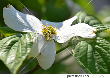 Flower and water tree florets Flower and water tree florets 39917860