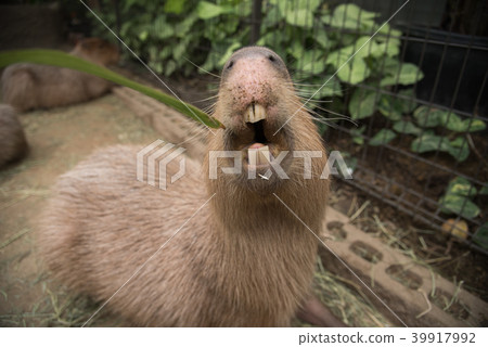 My hungry capybara My hungry capybara 39917992