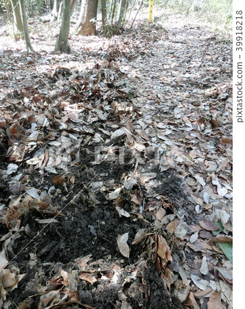 Meal traces of wild boars (walking trails near Akiruno City, Komine Park, Tokyo) 39918218