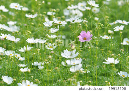 波斯菊大波斯菊 39918306