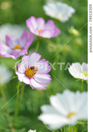 波斯菊大波斯菊 波斯菊大波斯菊 39918309