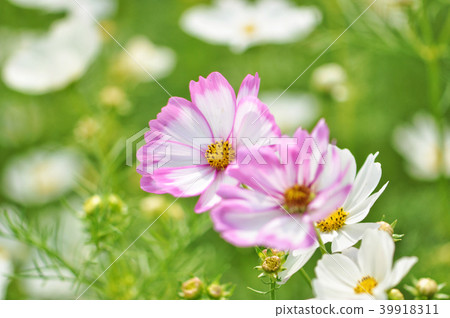 波斯菊大波斯菊 39918311