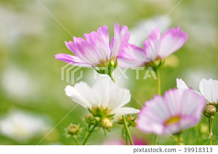 波斯菊大波斯菊 39918313