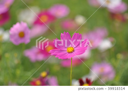 波斯菊大波斯菊 39918314