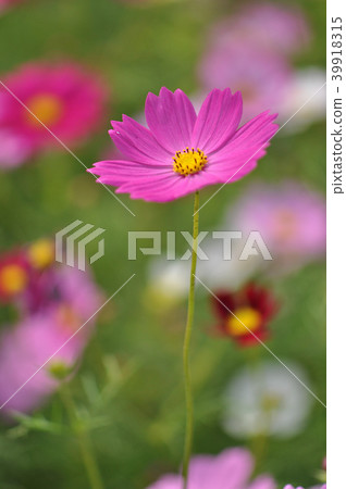 波斯菊大波斯菊 波斯菊大波斯菊 39918315