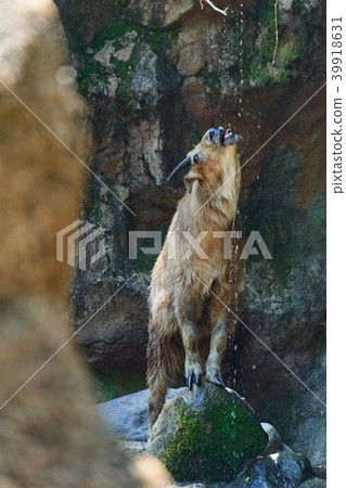 Golden Takin drinking water Golden Takin drinking water 39918631
