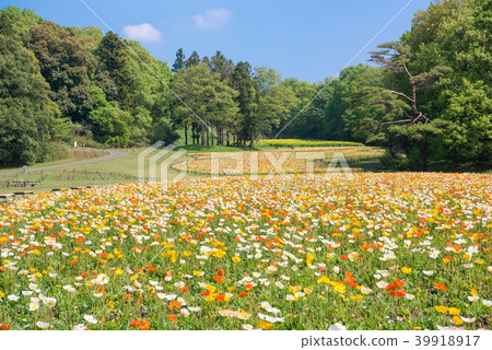 國家Musashi多小山森林公園冰島罌粟 39918917