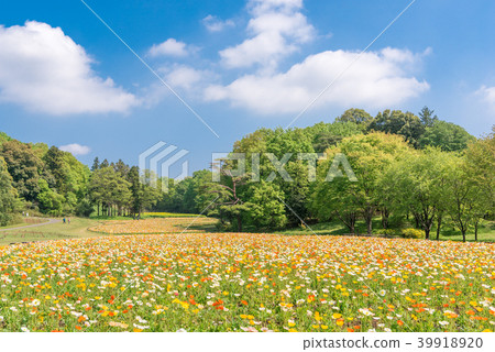 National Musashi hilly forest park Iceland poppy National Musashi hilly forest park Iceland poppy 39918920