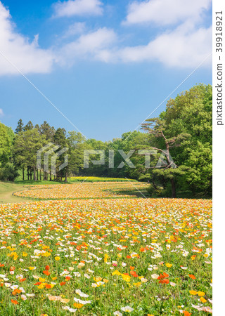 National Musashi hilly forest park Iceland poppy National Musashi hilly forest park Iceland poppy 39918921