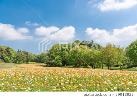 National Musashi hilly forest park Iceland poppy National Musashi hilly forest park Iceland poppy 39918922
