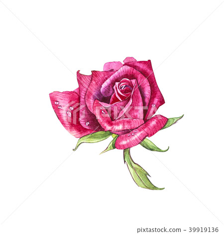 Set watercolor elements of roses. Collection - Stock Illustration ...