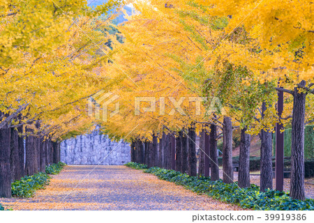 Ginkgo Road Ginkgo Road 39919386