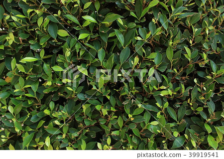 Green Leaves background Green Leaves background 39919541