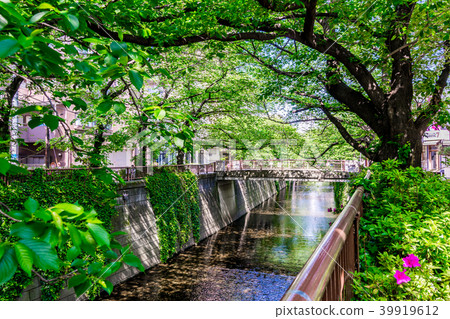 [Tokyo] Meguro River 39919612