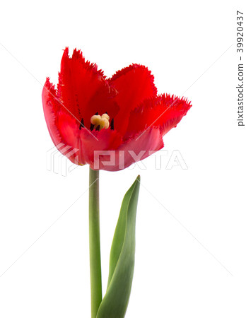 Tulip with leaves, isolated on white background. Single tulip flower isolated on white 39920437