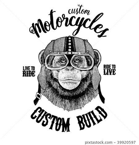 Chimpanzee Monkey Biker, motorcycle animal. Hand Chimpanzee Monkey Biker, motorcycle animal. Hand 39920597