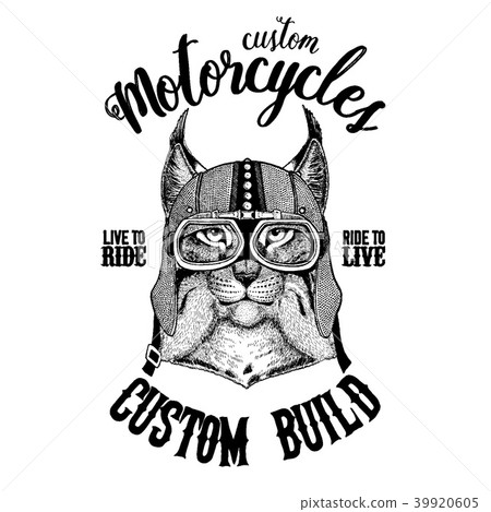 Wild cat Lynx Bobcat Trot Biker, motorcycle animal Wild cat Lynx Bobcat Trot Biker, motorcycle animal 39920605