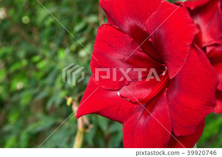 Colorful big flower on a dark rainforest. Colorful big flower on a dark rainforest. 39920746