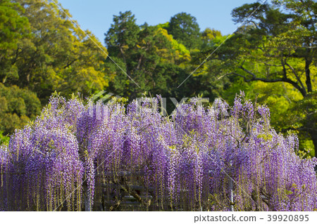  Wisteria flowers 39920895