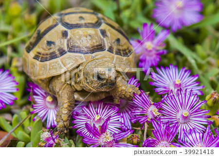 Tortoise hides in the grass among the flowers in 39921418