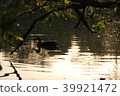 A lake 39921472