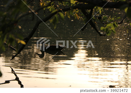 A lake A lake 39921472