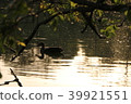A lake 39921551