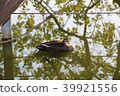 bird  39921556