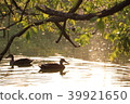 Early morning　 39921650