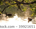 bird  39921651