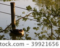 bird  39921656