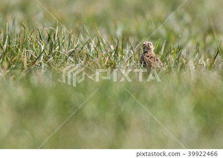 Common skylark (Alauda arvensis) 39922466