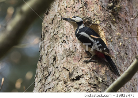 Great woodpecker (Dendrocopus major) Great woodpecker (Dendrocopus major) 39922475