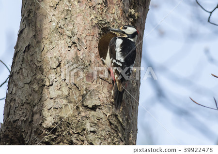 Great woodpecker (Dendrocopus major) Great woodpecker (Dendrocopus major) 39922478