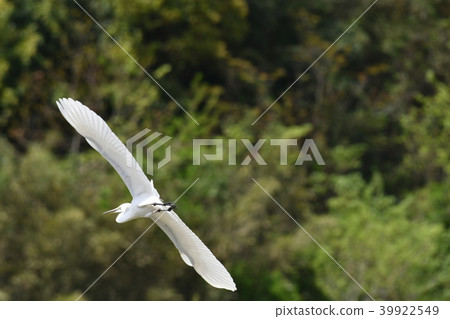 Sagi, flight 39922549