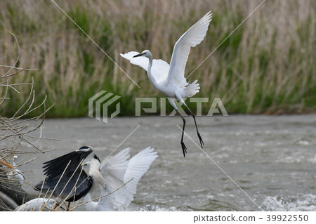 Sagi, flight 39922550