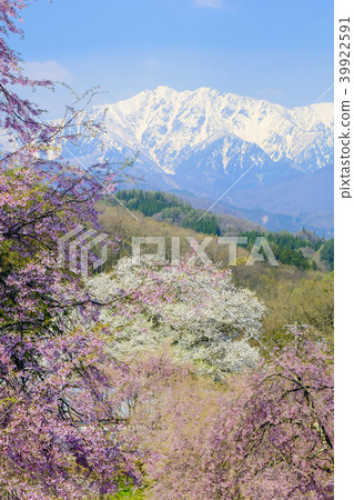 Cherry village and Northern Alps (vertical) Cherry village and Northern Alps (vertical) 39922591