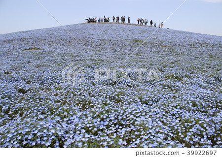 日立海灘度假村Nemophila 日立海灘度假村Nemophila 39922697