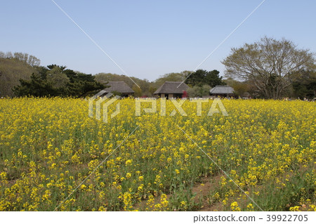 Hitachi Beach Resort Nemophila 39922705