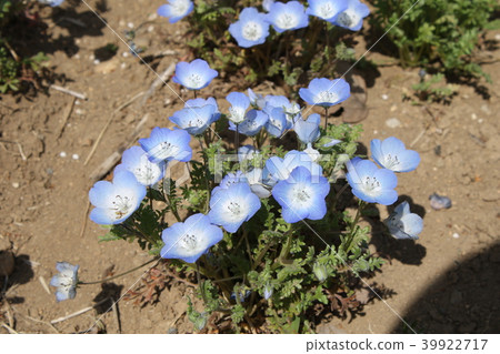 Hitachi Beach Resort Nemophila Hitachi Beach Resort Nemophila 39922717