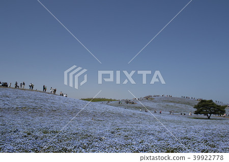 Hitachi Beach Resort Nemophila 39922778